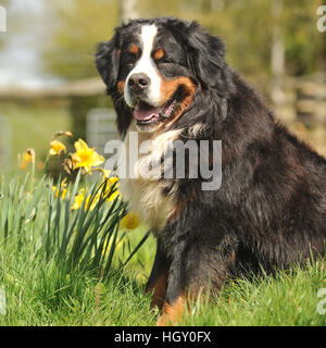 Berner Sennenhund Stockfoto