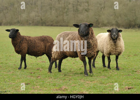 Zwartbles x Suffolk Schafe Stockfoto