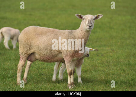 Mutterschaf mit Lämmern Stockfoto