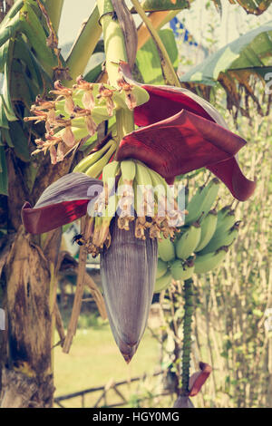 Frisch eröffnet Banane Blume. Stockfoto