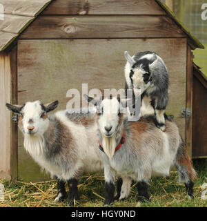 Zwergziegen Stockfoto