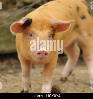 oxford sandig schwarzes Ferkel Stockfoto