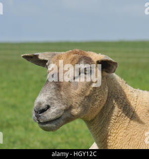 Schafe Stockfoto