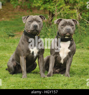 Personal-Bullterrier Stockfoto