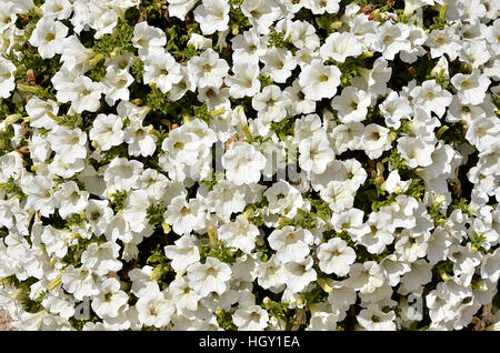 Hintergrund der weißen Petunia Surfinia Blumen Stockfoto