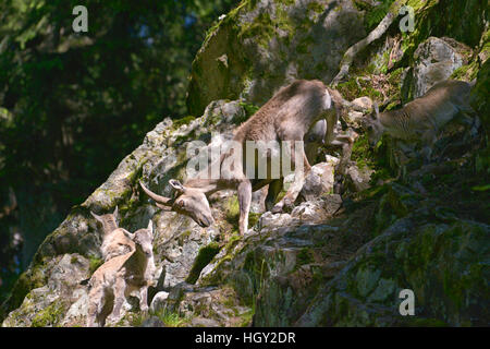 Weibliche Steinböcke Klettern mit ihren jungen in den Bergen der Alpen von rund um Chamonix-Mont-Blanc in Frankreich Stockfoto