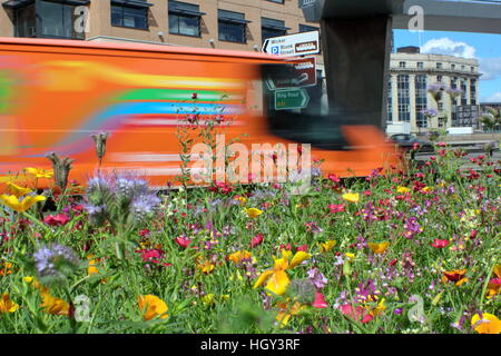 Eine städtische Wildblumenwiese am Park Square Kreisverkehr im Zentrum der Stadt Sheffield, Yorkshire England UK Stockfoto