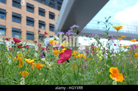 Eine städtische Wildblumenwiese am Park Square Kreisverkehr unterhalb der Stege in der Mitte der Stadt von Sheffield, Yorkshire England UK Stockfoto