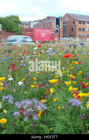 Städtischen Wildblumenwiese auf einem Kreisverkehr im Zentrum von Sheffield, einer Stadt in Yorkshire, nördlichen England UK - Sommer Stockfoto