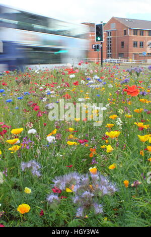 Städtischen Wildblumenwiese auf einem Kreisverkehr im Zentrum von Sheffield, einer Stadt in Yorkshire, nördlichen England UK - Sommer Stockfoto