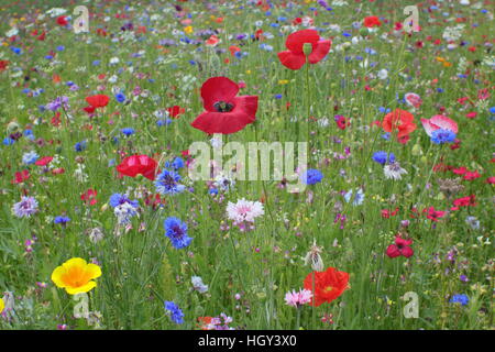 Eine gemischte Wildblumen Wiese mit Mohn und Kornblumen in einer britischen Stadt-Zentrum, England-Vereinigtes Königreich - Frühsommer Stockfoto