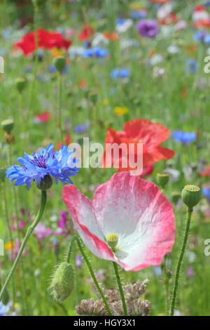 Ein urban Wildblumen Wiese mit Mohn und Kornblumen in Sheffield City Centre, Yorkshire, Großbritannien - Sommer Stockfoto