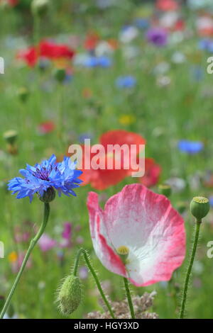 Eine gemischte Wildblumen Wiese mit Mohn und Kornblumen in einer britischen Stadt-Zentrum, England-Vereinigtes Königreich - Frühsommer Stockfoto