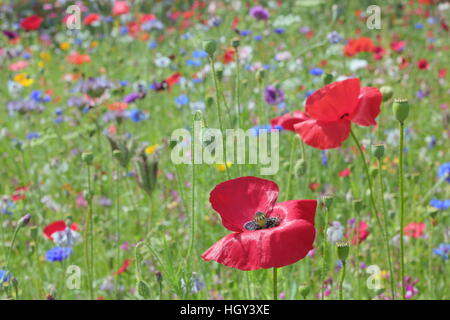 Ein urban Wildblumen Wiese mit Mohnblumen und Kornblumen auf einen Kreisverkehr in Sheffield Stadt-Zentrum, Yorkshire, Vereinigtes Königreich - Frühsommer Stockfoto