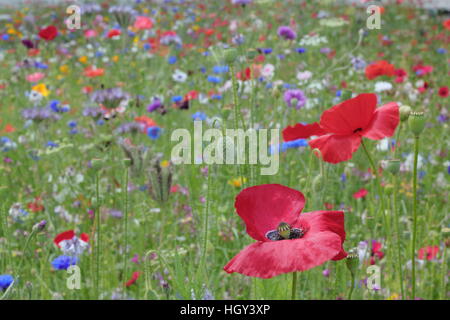 Eine gemischte Wildblumen Wiese mit Mohn und Kornblumen auf einen Kreisverkehr in Sheffield City centre, England-Vereinigtes Königreich - Frühsommer Stockfoto