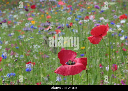 Eine gemischte Wildblumen Wiese mit Mohn und Kornblumen in einer britischen Stadt-Zentrum, England-Vereinigtes Königreich - Frühsommer Stockfoto