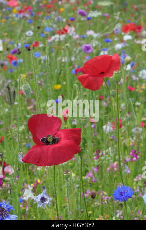 Eine gemischte Wildblumen Wiese mit Mohn und Kornblumen in einer britischen Stadt-Zentrum, England-Vereinigtes Königreich - Frühsommer Stockfoto