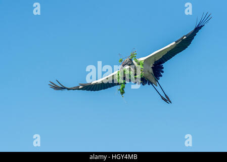 Holz-Storch bringt Rebe Nest zu bauen Stockfoto