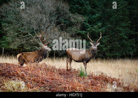 Hirsch in Schottland im Winter vor einem wilden Hintergrund Stockfoto