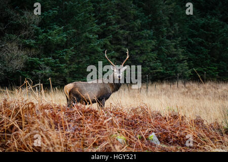 Hirsch in Schottland im Winter vor einem wilden Hintergrund Stockfoto