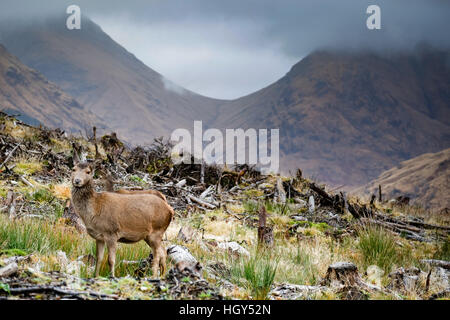 Hirsch in Schottland im Winter vor einem wilden Hintergrund Stockfoto