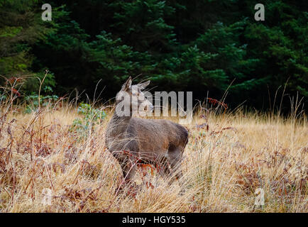 Hirsch in Schottland im Winter vor einem wilden Hintergrund Stockfoto