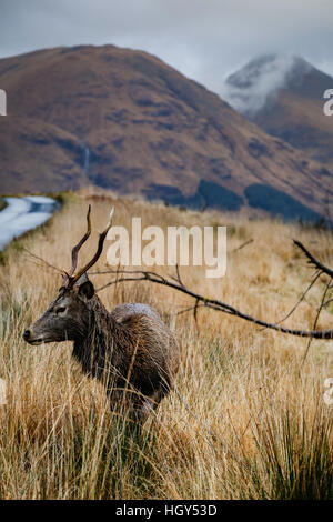 Hirsch in Schottland im Winter vor einem wilden Hintergrund Stockfoto