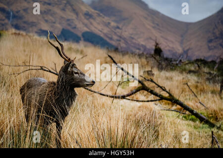 Hirsch in Schottland im Winter vor einem wilden Hintergrund Stockfoto