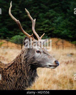 Hirsch in Schottland im Winter vor einem wilden Hintergrund Stockfoto