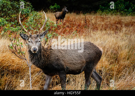 Hirsch in Schottland im Winter vor einem wilden Hintergrund Stockfoto