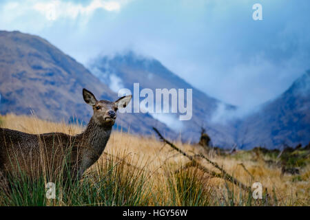 Hirsch in Schottland im Winter vor einem wilden Hintergrund Stockfoto