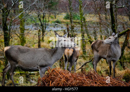 Hirsch in Schottland im Winter vor einem wilden Hintergrund Stockfoto