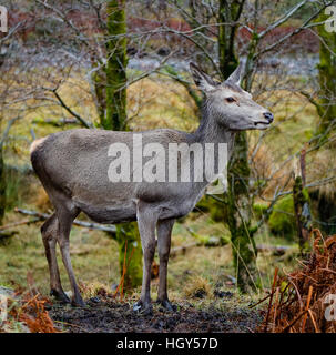 Hirsch in Schottland im Winter vor einem wilden Hintergrund Stockfoto