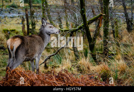Hirsch in Schottland im Winter vor einem wilden Hintergrund Stockfoto