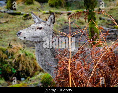 Hirsch in Schottland im Winter vor einem wilden Hintergrund Stockfoto