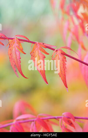 Rhus X pulvinata "Rote Herbst Spitze".  Sumach "Rot Herbst Spitze" verlässt Farbwechsel im Herbst Stockfoto