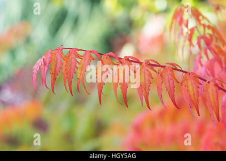 Rhus X pulvinata "Rote Herbst Spitze".  Sumach "Rot Herbst Spitze" verlässt Farbwechsel im Herbst Stockfoto