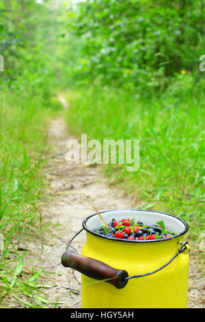 kleine kann voller Heidelbeeren und Walderdbeeren auf dem Waldweg Stockfoto