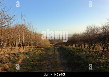 Ein Rasen-Track durch Wälder und Hecken auf den malerischen Yorkshire Wolds im Winter. Stockfoto