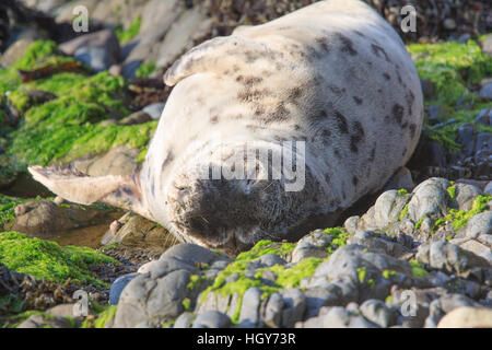 Junge graue Dichtung (Halichoerus Grypus) Faulenzen an einem steinigen Strand, Pembrokeshire, Wales, UK Stockfoto