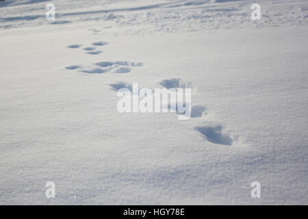 Kaninchen (Oryctolagus Cuniculus) Fußabdruck Spur im Tiefschnee in den französischen Alpen Stockfoto