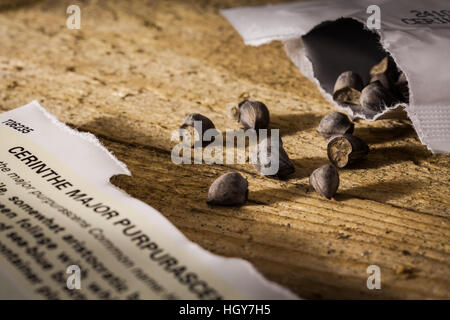 Cerinthe Samen gesät werden Stockfoto