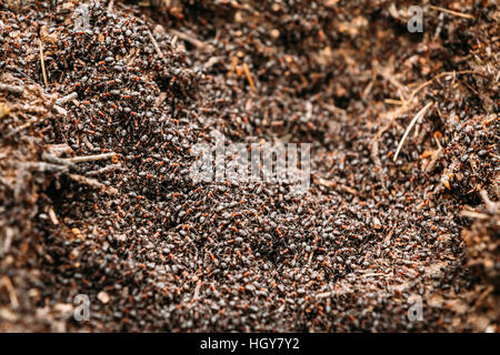 Rote Waldameisen (Formica Rufa) In Ameisenhaufen Makrofoto, große Ameisenhaufen hautnah, Ameisen Ameisenhaufen übergesiedelt. Hintergrund der roten Ameisenkolonie Stockfoto
