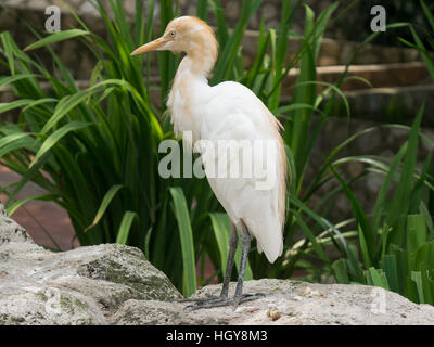 Kuhreiher stand vor einer Grünpflanze in Malaysia Stockfoto