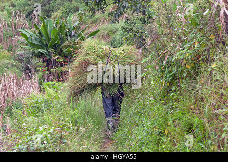 Durchführung von Stroh nach dem Dreschen Korn, Ernte Konzept. Stockfoto