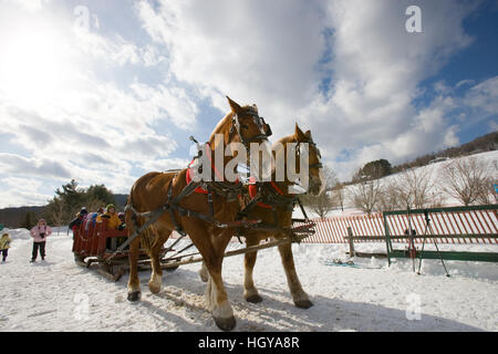 Ein Pferd gezogenen Schlitten trägt Skifahrer in Quechee, Vermont. Stockfoto