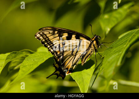 Eine östliche Tiger Schwalbenschwanz Schmetterling, Papilio Glaucus, in Sabins Weide, Montpelier, Vermont. Stockfoto