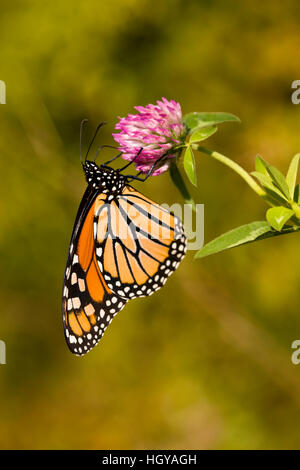 Ein Monarchfalter Danaus Plexippus auf Klee in Grafton, Massachusetts. Stockfoto