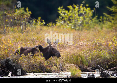 Ein junger Stier Elch in einem Moor in der Nähe von den Connecticut River in Pittsburg, New Hampshire. Stockfoto