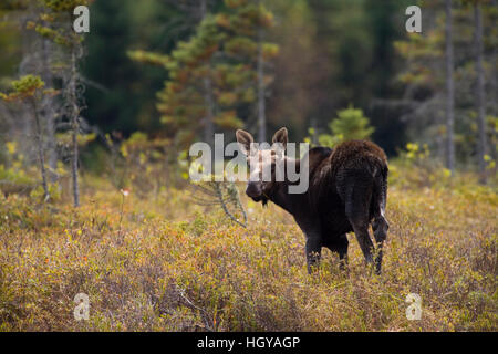 Ein junger Stier Elch in einem Moor in der Nähe von den Connecticut River in Pittsburg, New Hampshire. Stockfoto